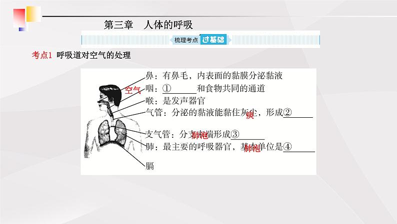 鲁教版（五四制）初中生物七年级上册 第3章 人体的呼吸复习  课件01