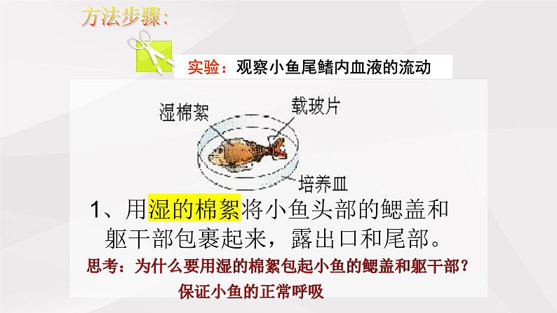 鲁教版（五四制）初中生物七年级上册 第4章 第2节 物质运输的管道  课件05