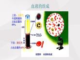 鲁教版（五四制）初中生物七年级上册 第4章 第1节 物质运输的载体  课件