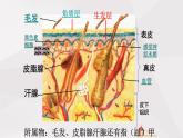 鲁教版（五四制）初中生物七年级上册 第5章 第2节 汗液的形成和排出  课件