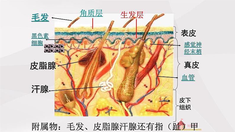 鲁教版（五四制）初中生物七年级上册 第5章 第2节 汗液的形成和排出  课件03