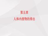 鲁教版（五四制）初中生物七年级上册 第5章 第1节 尿的形成和排出  课件