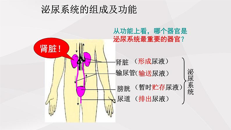 鲁教版（五四制）初中生物七年级上册 第5章 第1节 尿的形成和排出  课件03