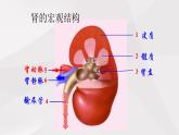 鲁教版（五四制）初中生物七年级上册 第5章 第1节 尿的形成和排出  课件