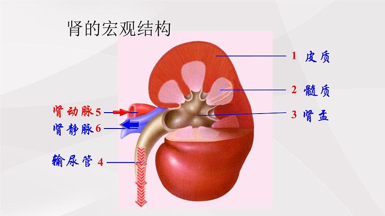 鲁教版（五四制）初中生物七年级上册 第5章 第1节 尿的形成和排出  课件05