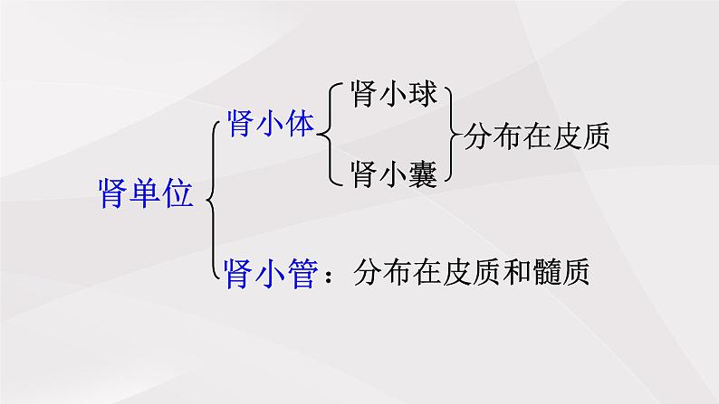 鲁教版（五四制）初中生物七年级上册 第5章 第1节 尿的形成和排出  课件06