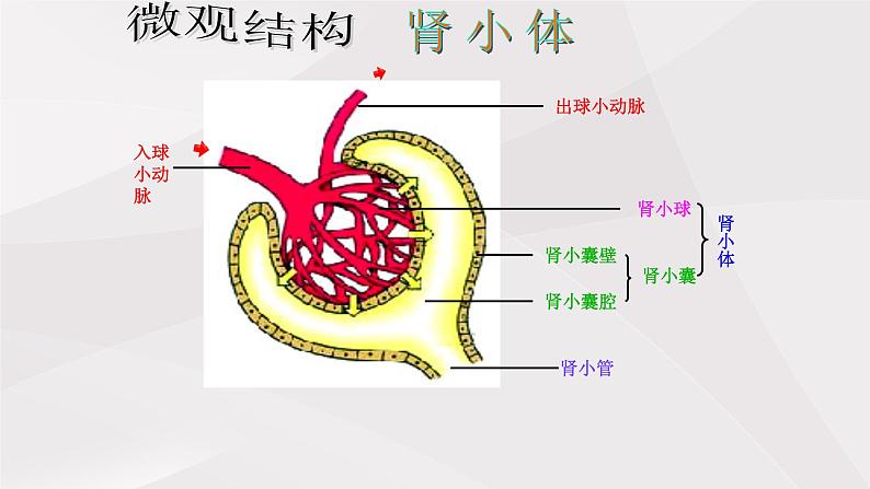 鲁教版（五四制）初中生物七年级上册 第5章 第1节 尿的形成和排出  课件07