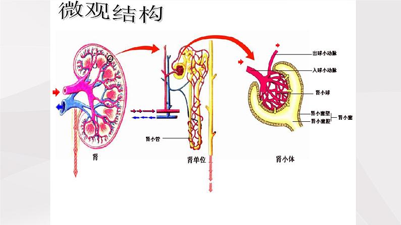 鲁教版（五四制）初中生物七年级上册 第5章 第1节 尿的形成和排出  课件08