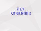 鲁教版（五四制）初中生物七年级上册 第5章 人体内废物的排出复习  课件