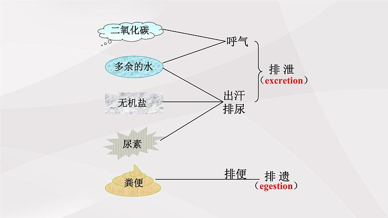 鲁教版（五四制）初中生物七年级上册 第五章 人体内废物的排出复习  课件第5页