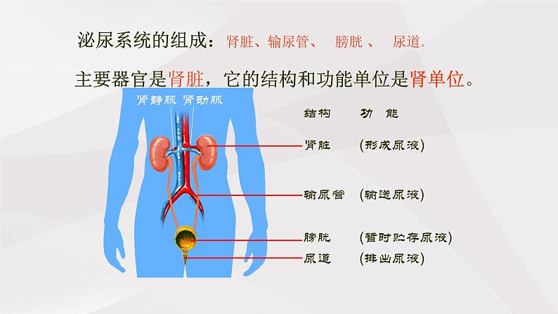 鲁教版（五四制）初中生物七年级上册 第五章 人体内废物的排出复习  课件第7页