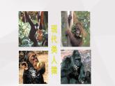 鲁教版（五四制）初中生物七年级上册 第1章 第1节 人的起源与发展 课件