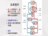 鲁教版（五四制）初中生物七年级上册 第4章 第3节 第2课时 体循环与肺循环  课件