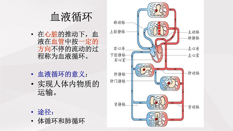 鲁教版（五四制）初中生物七年级上册 第四章 第三节 第二课时 体循环与肺循环  课件第2页