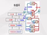 鲁教版（五四制）初中生物七年级上册 第4章 第3节 第2课时 体循环与肺循环  课件