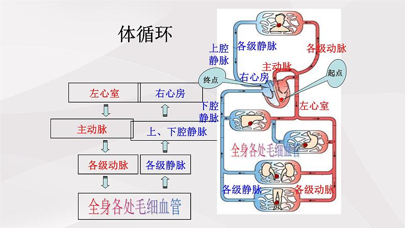 鲁教版（五四制）初中生物七年级上册 第四章 第三节 第二课时 体循环与肺循环  课件第5页