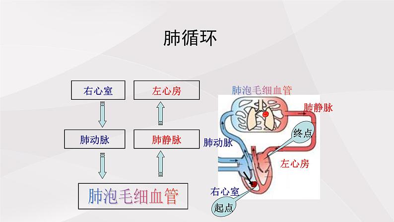 鲁教版（五四制）初中生物七年级上册 第四章 第三节 第二课时 体循环与肺循环  课件第6页