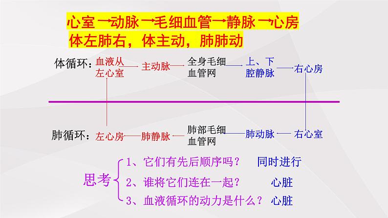 鲁教版（五四制）初中生物七年级上册 第四章 第三节 第二课时 体循环与肺循环  课件第7页