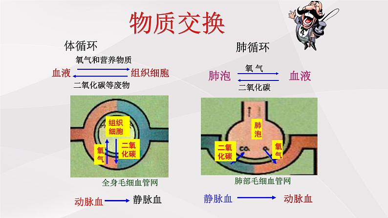 鲁教版（五四制）初中生物七年级上册 第四章 第三节 第二课时 体循环与肺循环  课件第8页