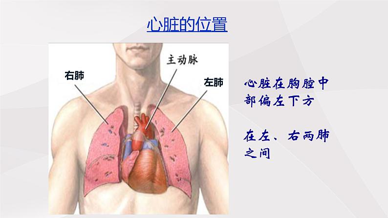 鲁教版（五四制）初中生物七年级上册 第四章 第三节 第一课时 心脏的结构与功能  课件第5页