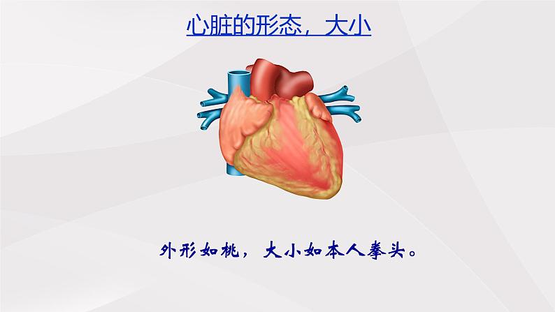 鲁教版（五四制）初中生物七年级上册 第四章 第三节 第一课时 心脏的结构与功能  课件第6页