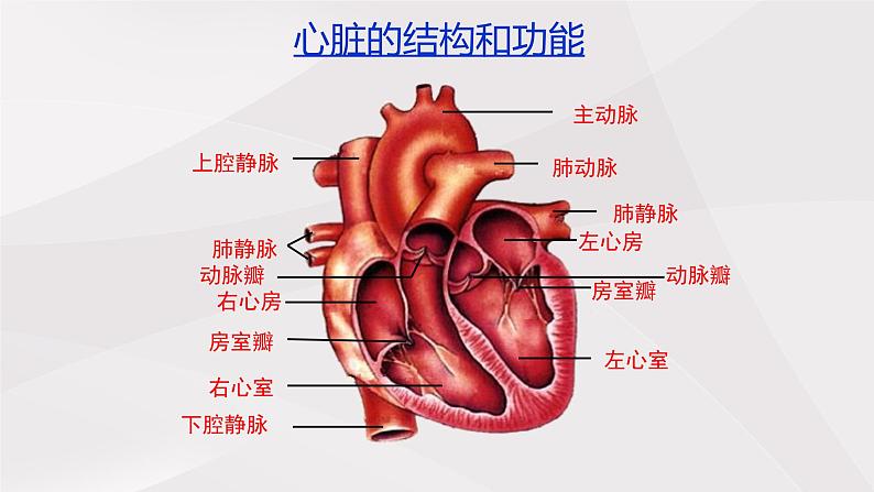 鲁教版（五四制）初中生物七年级上册 第四章 第三节 第一课时 心脏的结构与功能  课件第7页