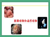 5.1.1  腔肠动物和扁形动物 -2024-2025学年生物八年级上册同步备课高效课件（统编版）