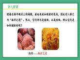 5.1.1  腔肠动物和扁形动物 -2024-2025学年生物八年级上册同步备课高效课件（统编版）