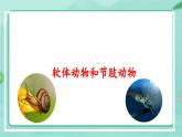 5.1.3 软体动物和节肢动物-2024-2025学年生物八年级上册同步备课高效课件（统编版）