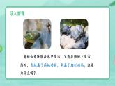 5.1.5  两栖动物和爬行动物 -2024-2025学年生物八年级上册同步备课高效课件（统编版）