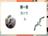 5.1.6 鸟 -2024-2025学年生物八年级上册同步备课高效课件（统编版）