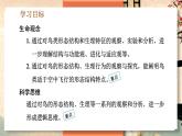 5.1.6 鸟 -2024-2025学年生物八年级上册同步备课高效课件（统编版）