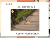 5.1.6 鸟 -2024-2025学年生物八年级上册同步备课高效课件（统编版）