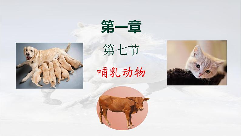 5.1.7 哺乳动物 -2024-2025学年生物八年级上册同步备课高效课件（统编版）01