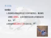 5.1.7 哺乳动物 -2024-2025学年生物八年级上册同步备课高效课件（统编版）