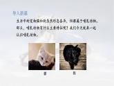 5.1.7 哺乳动物 -2024-2025学年生物八年级上册同步备课高效课件（统编版）