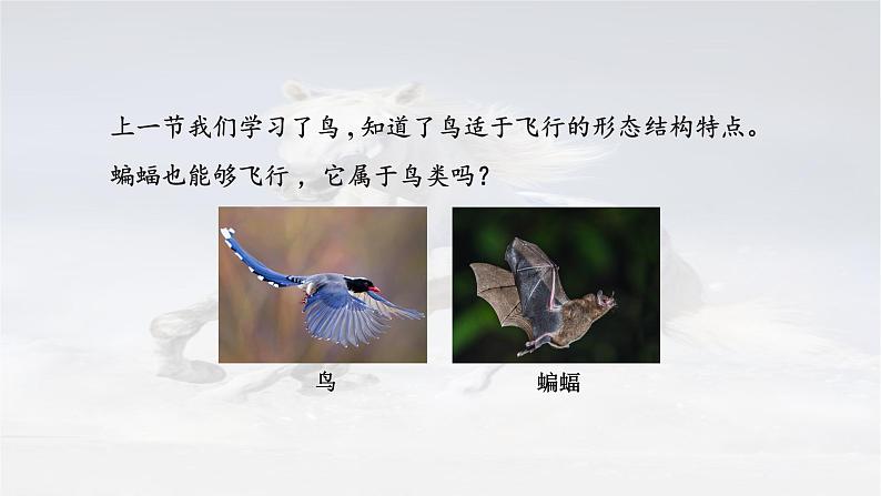 5.1.7 哺乳动物 -2024-2025学年生物八年级上册同步备课高效课件（统编版）06