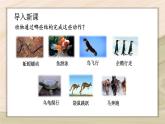 5.2.1  动物的运动-2024-2025学年生物八年级上册同步备课高效课件