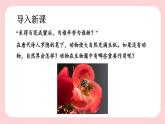 5.3  动物在生物圈中的作用-2024-2025学年生物八年级上册同步备课高效课件