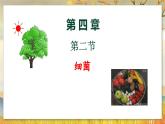 5.4.2  细菌-2024-2025学年生物八年级上册同步备课高效课件