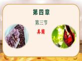5.4.3  真菌-2024-2025学年生物八年级上册同步备课高效课件