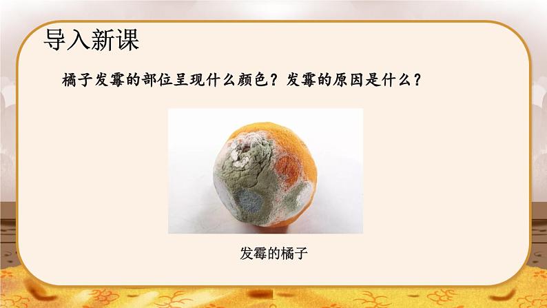 5.4.3  真菌-2024-2025学年生物八年级上册同步备课高效课件第5页