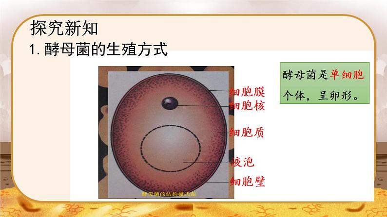5.4.3  真菌-2024-2025学年生物八年级上册同步备课高效课件第8页