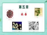 5.5  病毒-2024-2025学年生物八年级上册同步备课高效课件