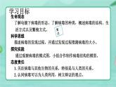 5.5  病毒-2024-2025学年生物八年级上册同步备课高效课件