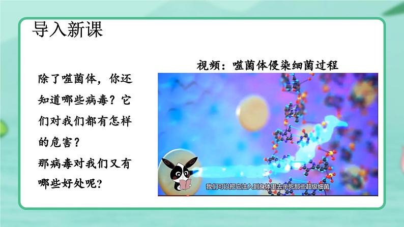 5.5  病毒-2024-2025学年生物八年级上册同步备课高效课件第4页