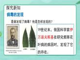 5.5  病毒-2024-2025学年生物八年级上册同步备课高效课件