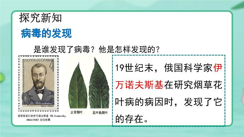 5.5  病毒-2024-2025学年生物八年级上册同步备课高效课件第5页