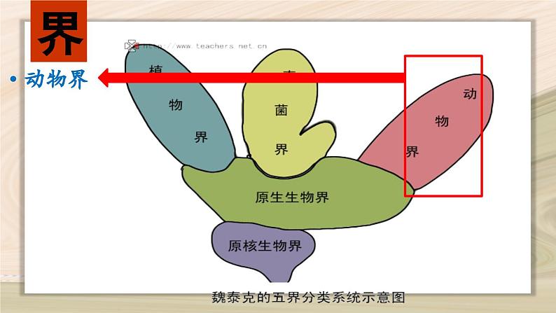 6.1.2  从种到界-2024-2025学年生物八年级上册同步备课高效课件第7页