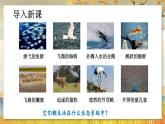 6.2  认识生物的多样性-2024-2025学年生物八年级上册同步备课高效课件